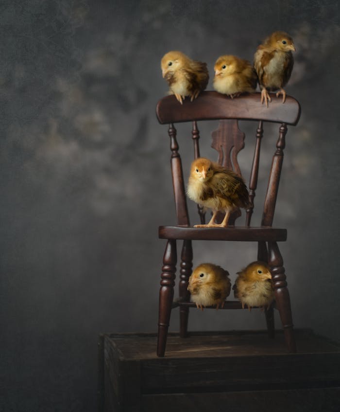 A charming display of five chicks sitting on a vintage wooden chair indoors with a blurred background.