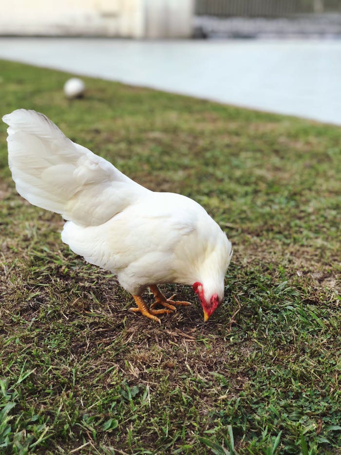 An endearing shot of a white hen pecking at the grass in a backyard setting.