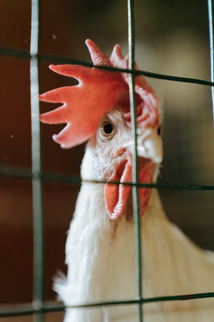 Detailed close-up of a rooster inside a chicken coop with a wire fence.
