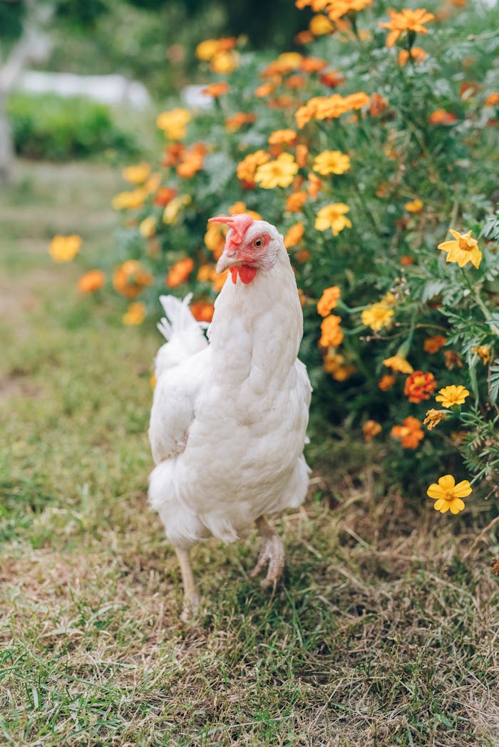 A white chicken walking through a vibrant garden with orange and yellow flowers.